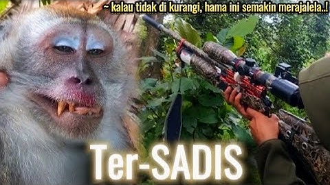 Ter-SADIS‼️SA