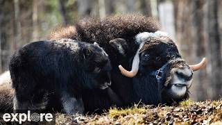 LIVE Muskox Cam: UAF Large Animal Research Station – Alaska | explore.org