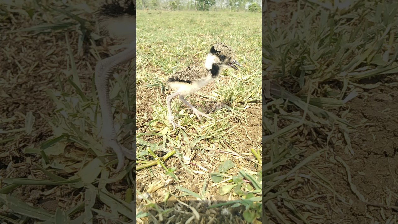baby red wattled lapwing bird 