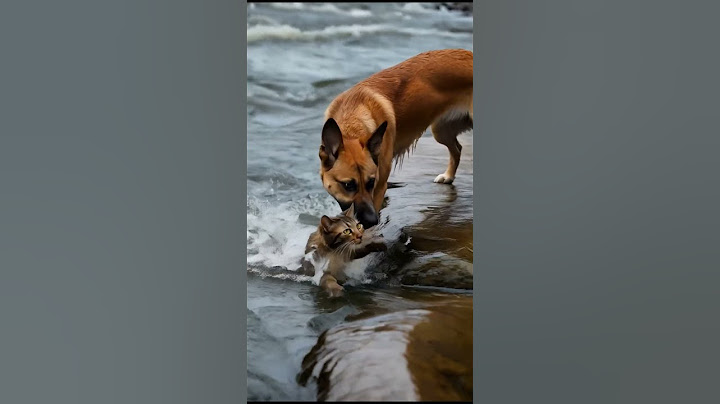Heroic Dog Saves Cat from Drowning in River! 🐶💦🐱 | Incredible Rescue Moment