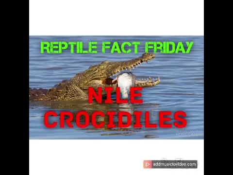 lizard skin grips Reptile Fact Friday Nile Crocodile