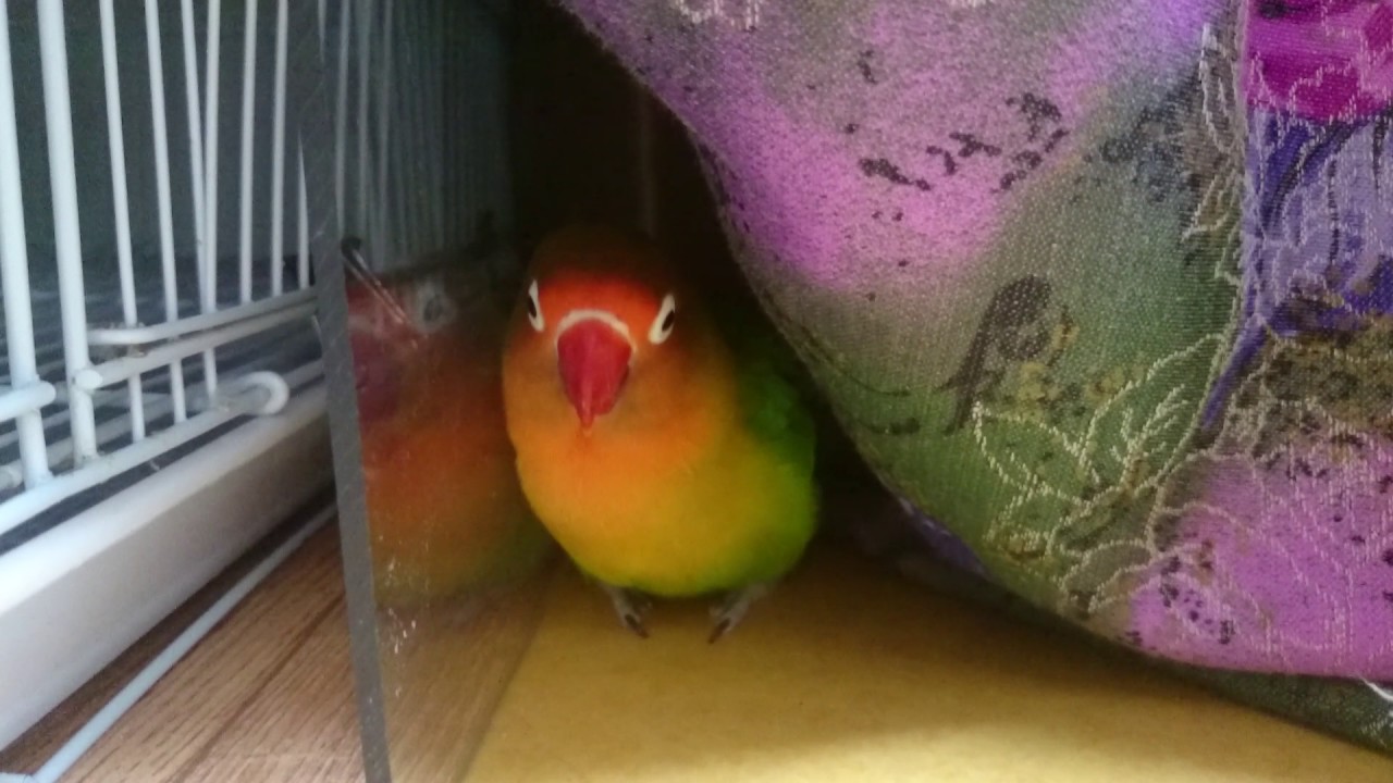 Nagi the Fischer's Lovebird - I'll bite you! 