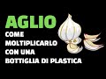 Come moltiplicare l'aglio con una bottiglia di plastica