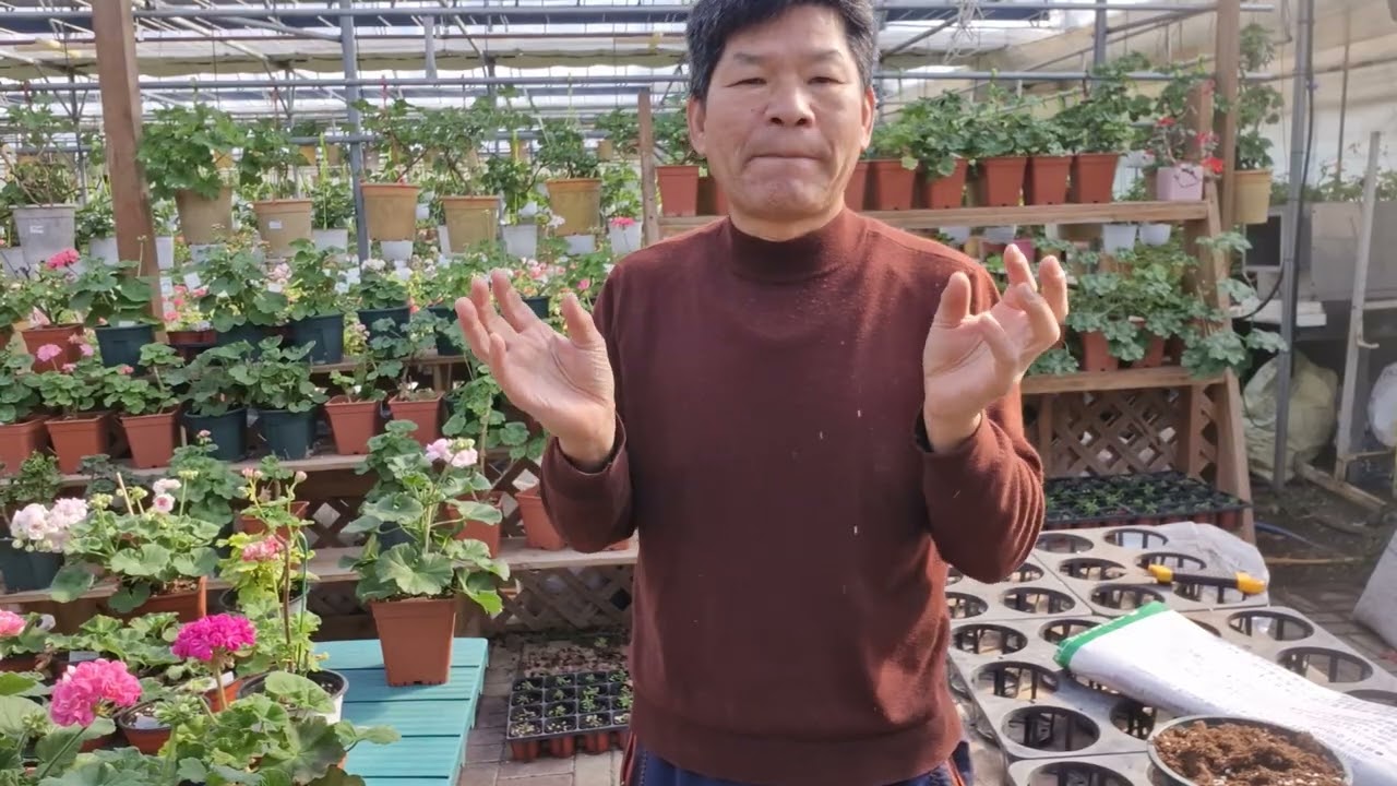 제라늄 화분에 버섯이 피었을때  요령