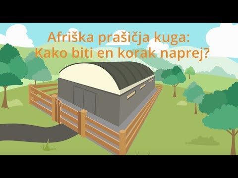 Video: Kako Vpliva Afriška Prašičja Kuga