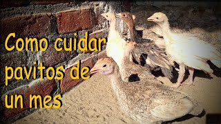 COMO CUIDAR PAVITOS DE UN MES *como criar guajolotes de un mes