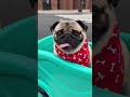 Animal Train