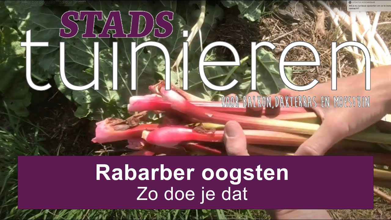 Stadstuinieren - Rabarber oogsten #moestuin