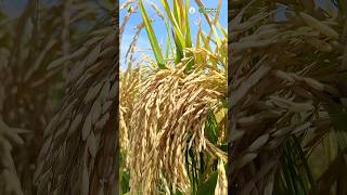 Mau Tau Rahasia Bulir Padi Bening Dan Berat Kayak Ini Sob  shorts padi petani petanipadi