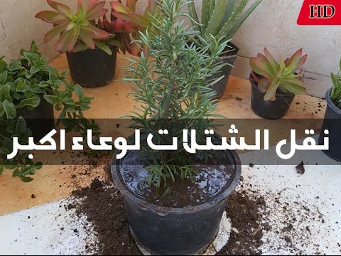 فيديو: قطف الشتلات: ميزات الإجراء والتعليمات والنصائح