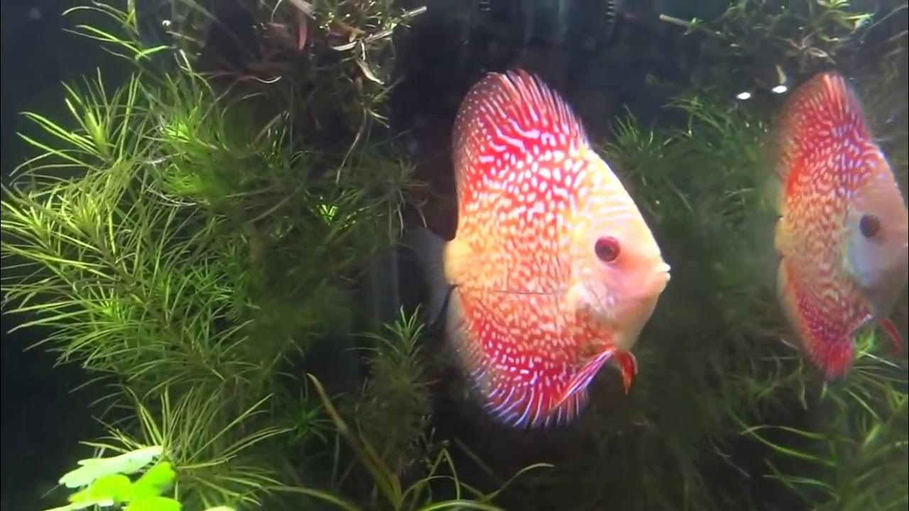 Best quality DISCUS FISH breeding in salt water (aquarium temperature) YouTube