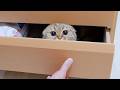 The kitten that sulked and hid inside the chest of drawers was just too cute!