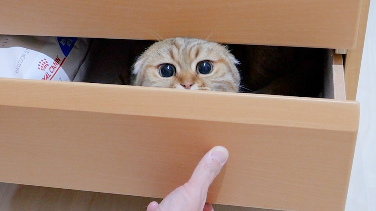 The kitten that sulked and hid inside the chest of drawers was just too cute!