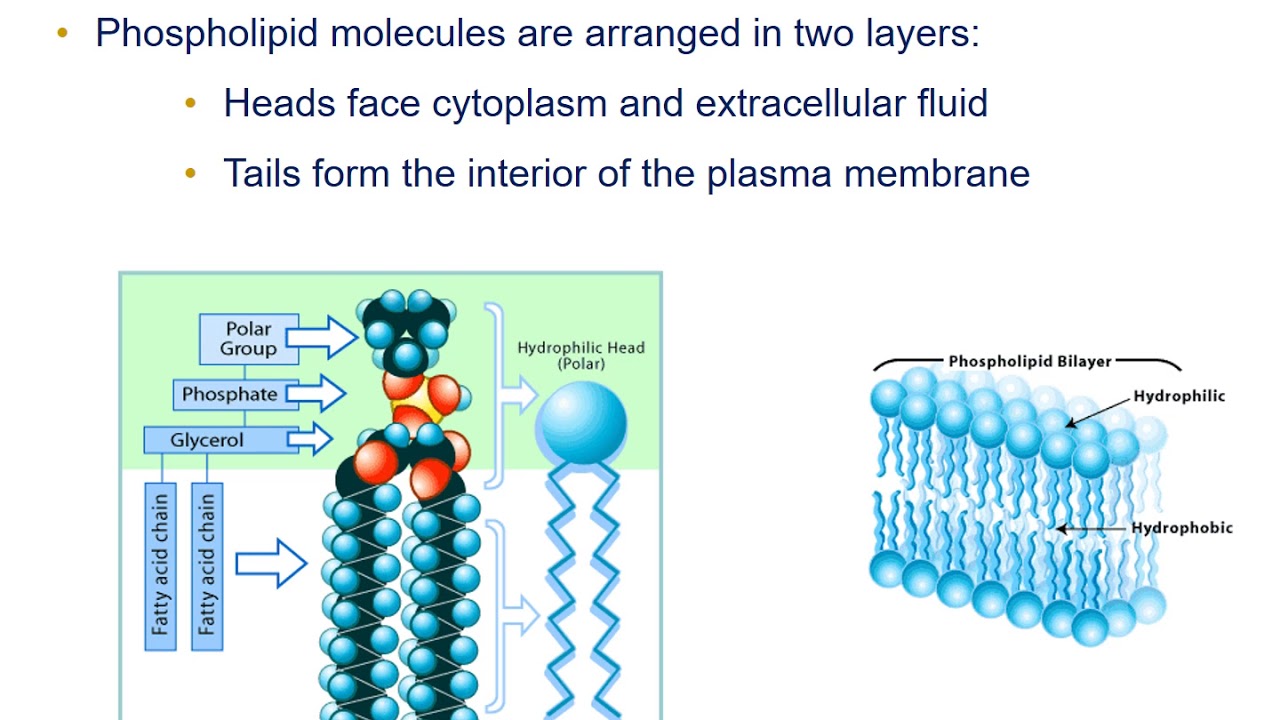 Intro to the Cell and the Plasma Membrane - YouTube