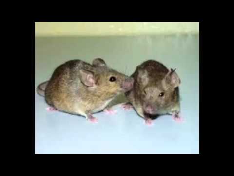 Quiet as a Mouse Original Song