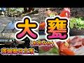 【Vlog】大みかの一日「大甕神社」「 日立オリジンパーク」「 美かの」「 ひたち南ドライブイン」茨城県日立市4K