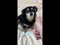 初めて聞く言葉なのになんとか期待に応えようとして奇跡を起こす犬
