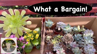 Plant Shopping for Succulents * Bargain Shopping