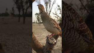 Amazing Teetar Bird Sound 🐦🔥 | Beautiful Partridge Short Video #shorts