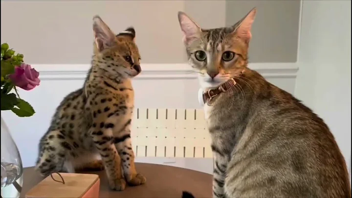 Video 3554331: wild african serval pet, african serval pet eats, serval sounds