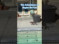 Daredevil Jingles #jinglesthecat #catvideos