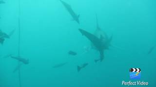 Aliwal Dive Centre Shark Dive