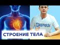 АНАТОМИЯ ЧЕЛОВЕКА. Расположение органов человека | ЭВРИКИ