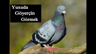 Yuxuda göyərçin görmək