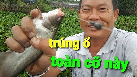 câu cá rô đồng, cá thác lác, trúng đậm cả ổ toàn cá to @TAMCARO