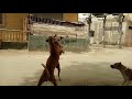 Dogs fight gang war extreme real