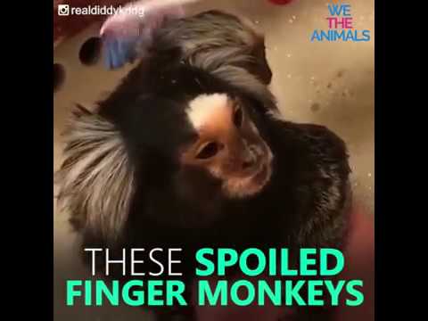 camera iphone 8 plus apk Spoiled Finger Monkeys