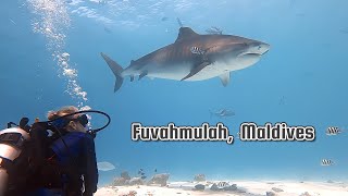 Fuvahmulah, Maldives - Extreme Dive Fuvahmulah
