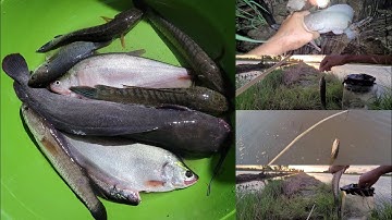 _vlog11_☆Cắm Câu Đêm Bằng Mồi Dế Và Nhái Dính Đủ Các Loại Cá ☆_Tính69vlog_ #xuhuong #vlog #youtube