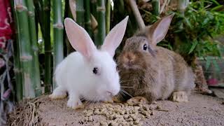 กระต่ายกินอาหาร