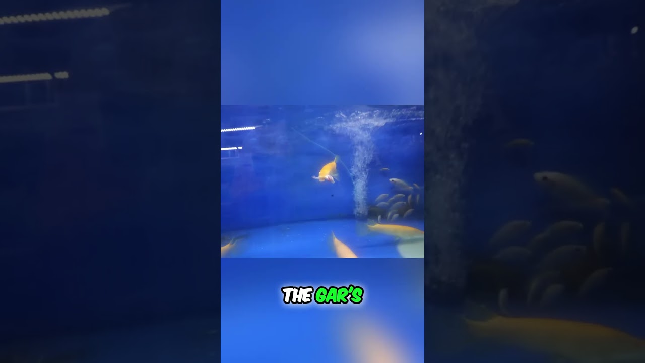 Rare Aquarium Fish Hunt in Malaysia #shorts