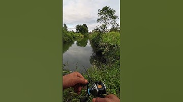 #shorts trình tày vlog câu lure cá lóc câu cá giải trí #65 #fishing #cauca #vlog