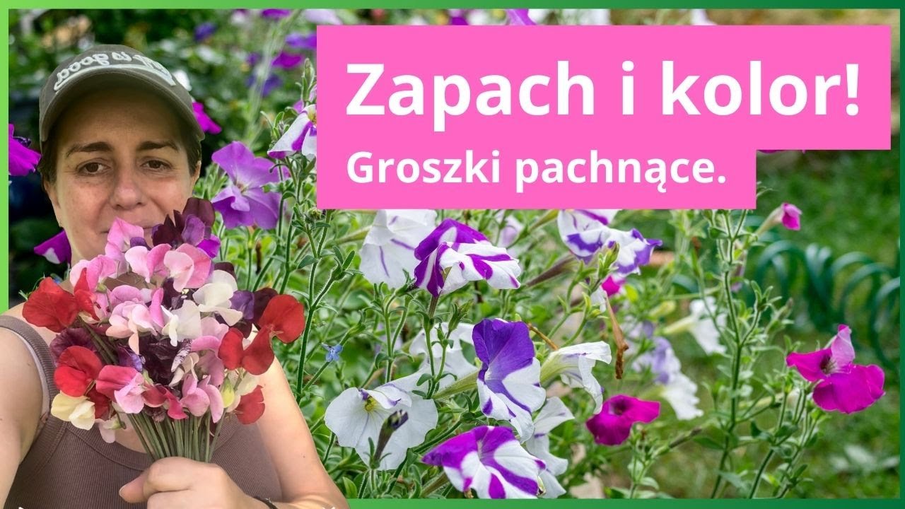 Jak i kiedy wysiewać groszki pachnące