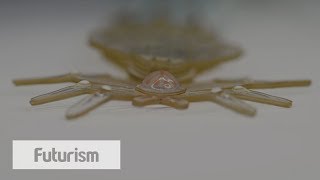 Watch This Robot Spider Come to Life