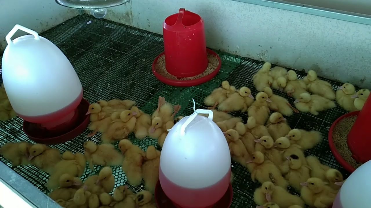 การอนุบาลลูกเป็ด #การเลี้ยงเป็ดเทศบาบารี่