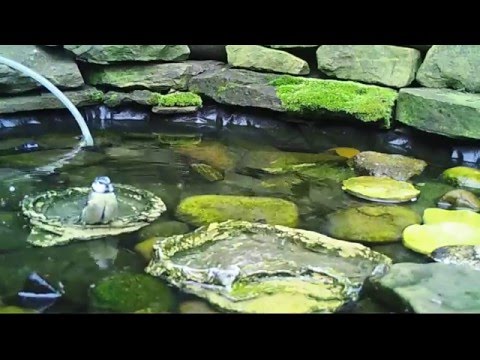 Blue tit bathing in our little wildlife pond. HD