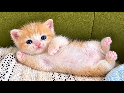 5 Minutes of Baby Kittens to Instantly Fix Your Bad Day! 🌸💖