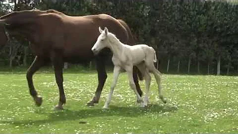 Vollrath Hanoverian Stud New Zealand presents: