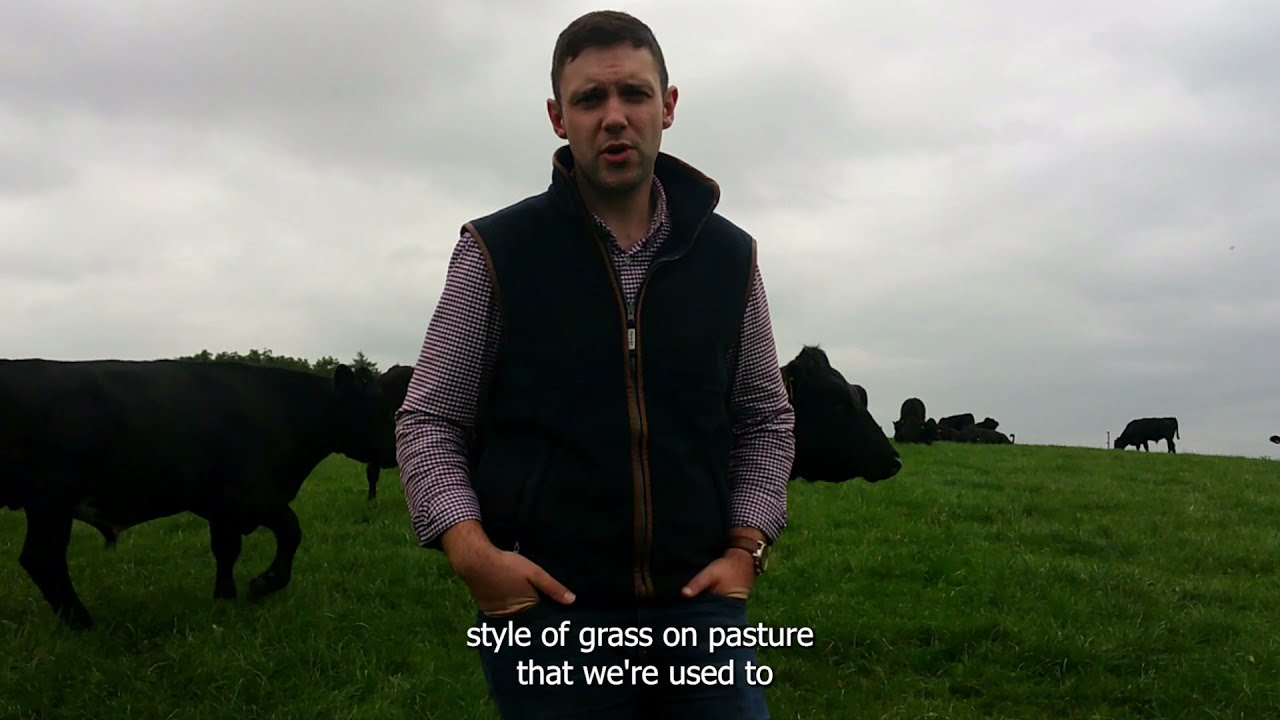 Multi-Species Swards for Beef & Sheep - Meet the Farmer (Episode 6) - Andrew Clarke