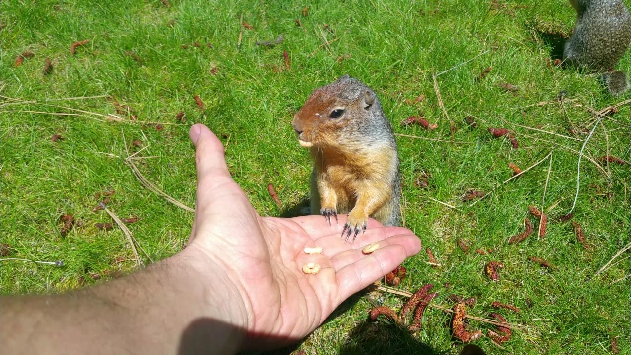 Суслик краснощекий. Суслик Краснощекий (Spermophilus erythrogenys). Суслик Краснощёкий Кемеровская область. Краснощекий суслик Алтайский край.