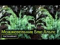 Можжевельник китайский Блю Альпс / Можжевельник посадка и уход / хвойные растения