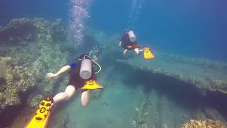 Scuba Diving with Monk Seal at Mala Wharf | Lahaina Maui