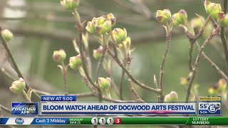 Bloom Watch ahead of Dogwood Arts Festival