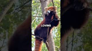 Why Is No One Talking About Red Pandas?