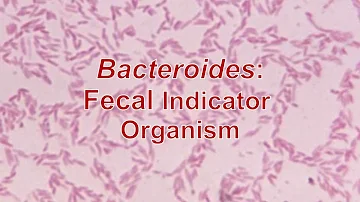 Are Bacteroides good or bad?
