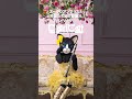 メリッサ【ズーラシアンブラスと仲間たち紹介動画㉖】
